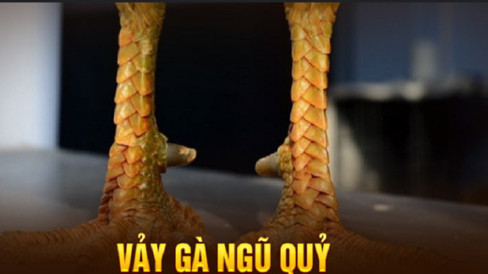 25+ Vảy Gà Quý Hiếm Có Giá Trị Cực Cao Ao Ước Sở Hữu