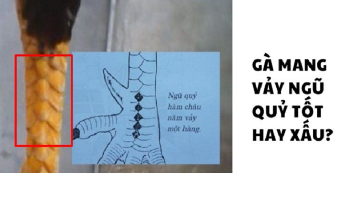 Giải nghĩa vảy gà ngũ quỷ là gì?