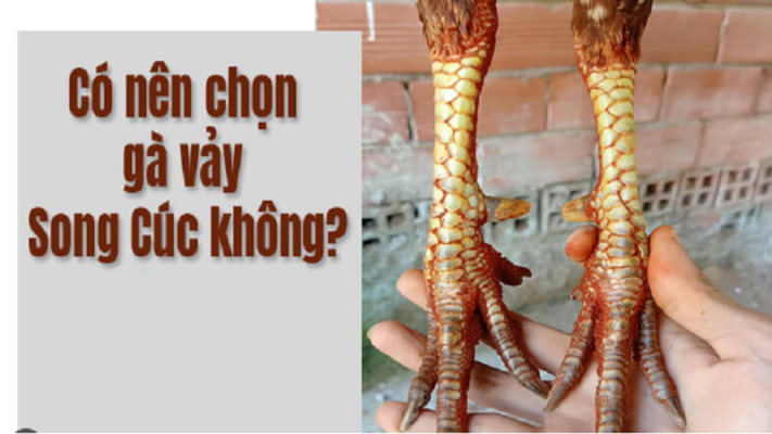 Vảy Song Cúc Là Gì? Vảy Gà Song Cúc Là Tốt Hay Xấu?