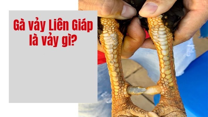 Vảy Liên Giáp Cực Hiếm Tại Việt Nam? [Kiến Thức Gà Chọi]