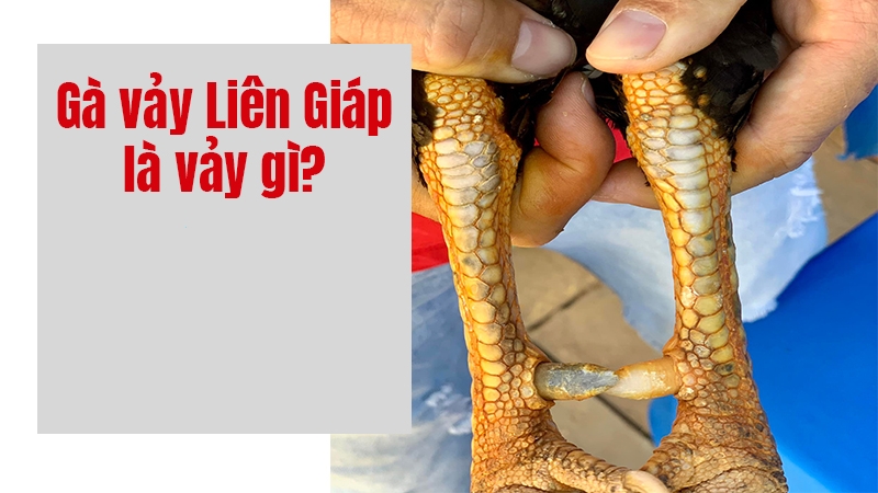 Vảy gà liên giáp được nhiều người săn đón